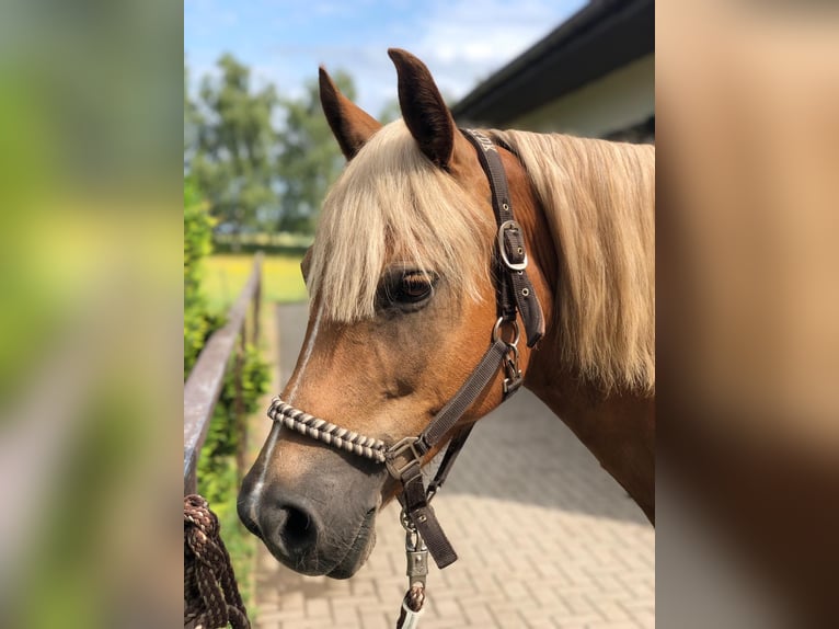 Haflinger Mix Stute 14 Jahre 141 cm in Glocksin