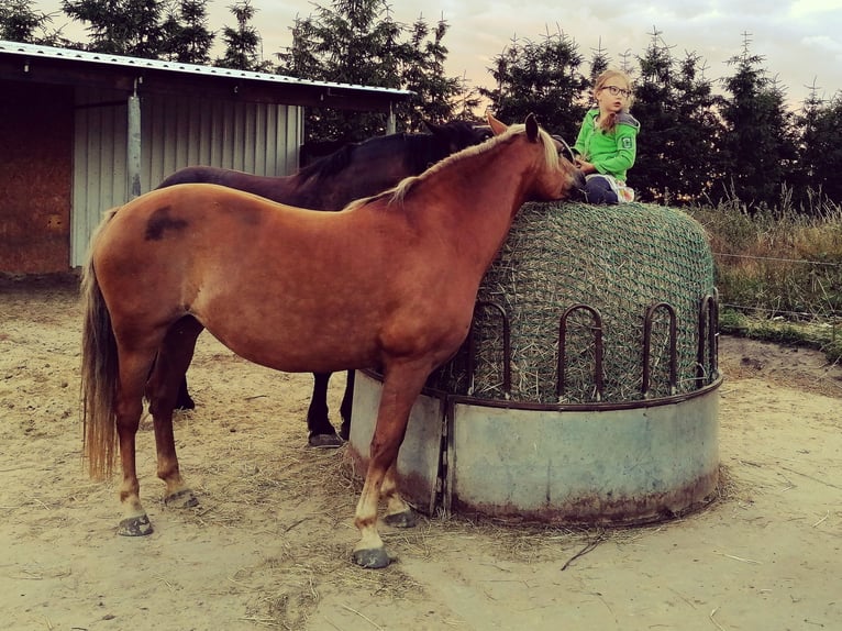 Haflinger Mix Stute 14 Jahre 141 cm in Glocksin