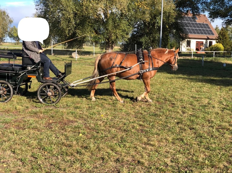 Haflinger Mix Stute 14 Jahre 141 cm in Glocksin