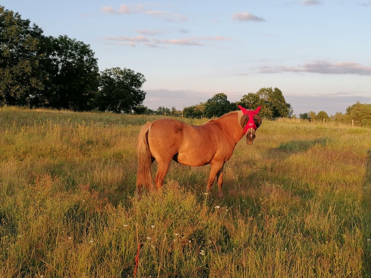 Haflinger Mix Stute 14 Jahre 141 cm in Glocksin