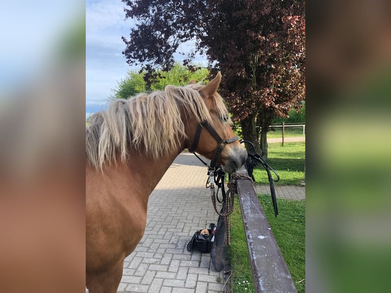 Haflinger Mix Stute 14 Jahre 141 cm in Glocksin