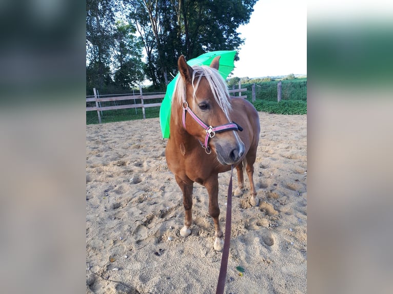 Haflinger Mix Stute 14 Jahre 141 cm in Glocksin