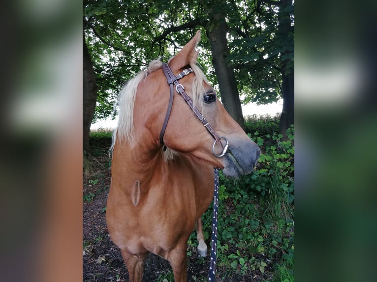 Haflinger Mix Stute 14 Jahre 141 cm in Glocksin