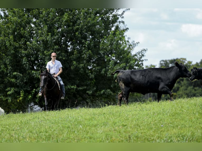 Haflinger Stute 14 Jahre 142 cm Rappe in Mount Vernon