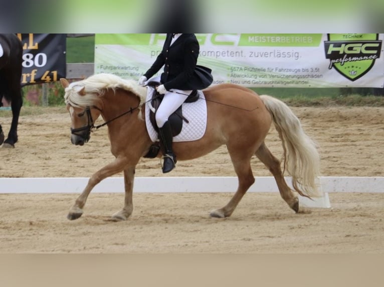 Haflinger Stute 14 Jahre 144 cm  in Graz,08.Bez.:Sankt Peter