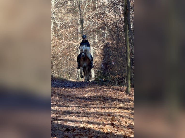 Haflinger Stute 14 Jahre 144 cm  in Graz,08.Bez.:Sankt Peter