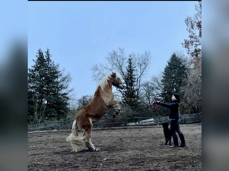 Haflinger Stute 14 Jahre 144 cm  in Graz,08.Bez.:Sankt Peter