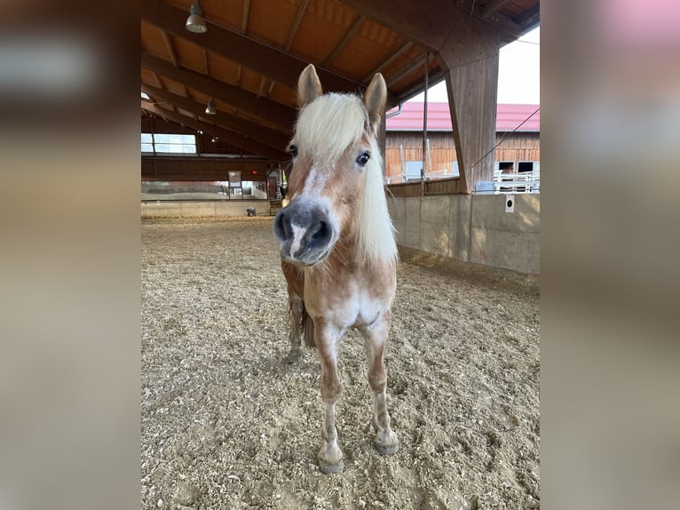 Haflinger Stute 14 Jahre 144 cm  in Graz,08.Bez.:Sankt Peter