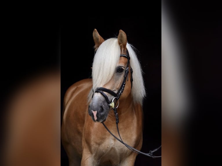 Haflinger Stute 14 Jahre 144 cm  in Graz,08.Bez.:Sankt Peter