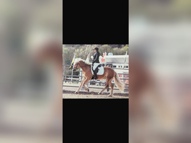 Haflinger Stute 14 Jahre 144 cm  in Graz,08.Bez.:Sankt Peter