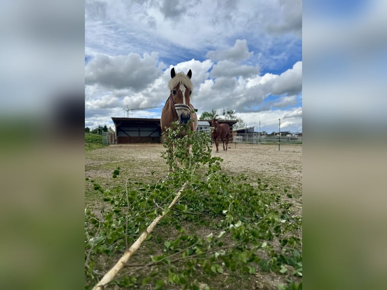 Haflinger Stute 14 Jahre 145 cm  in Königsmoos