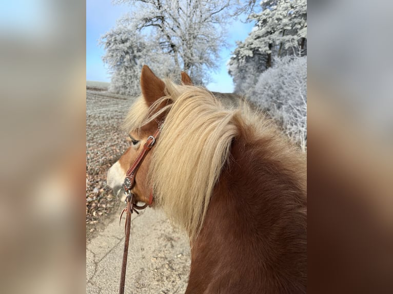 Haflinger Stute 14 Jahre 145 cm  in Königsmoos