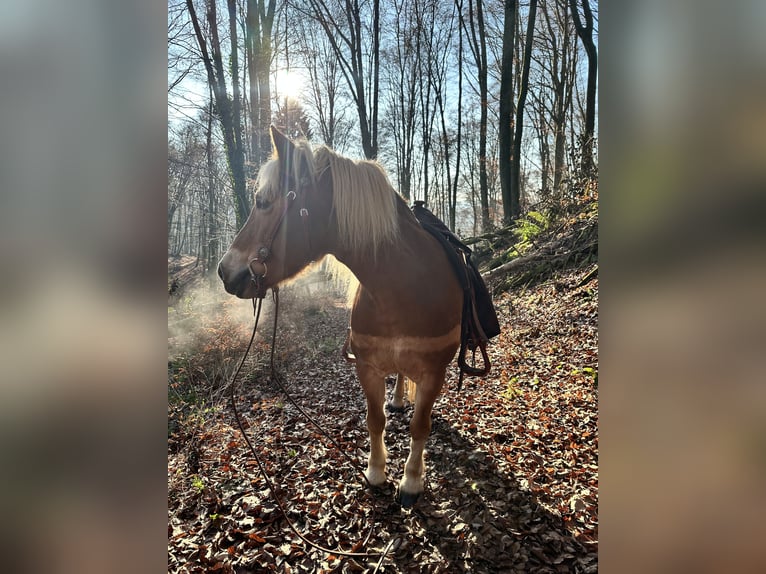 Haflinger Stute 14 Jahre 145 cm  in Königsmoos