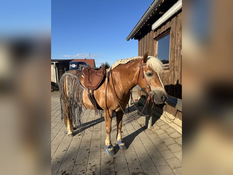 Haflinger Stute 14 Jahre 145 cm  in Königsmoos
