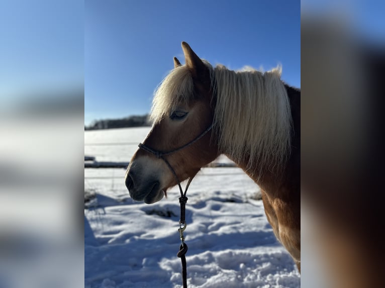 Haflinger Stute 14 Jahre 145 cm  in Königsmoos