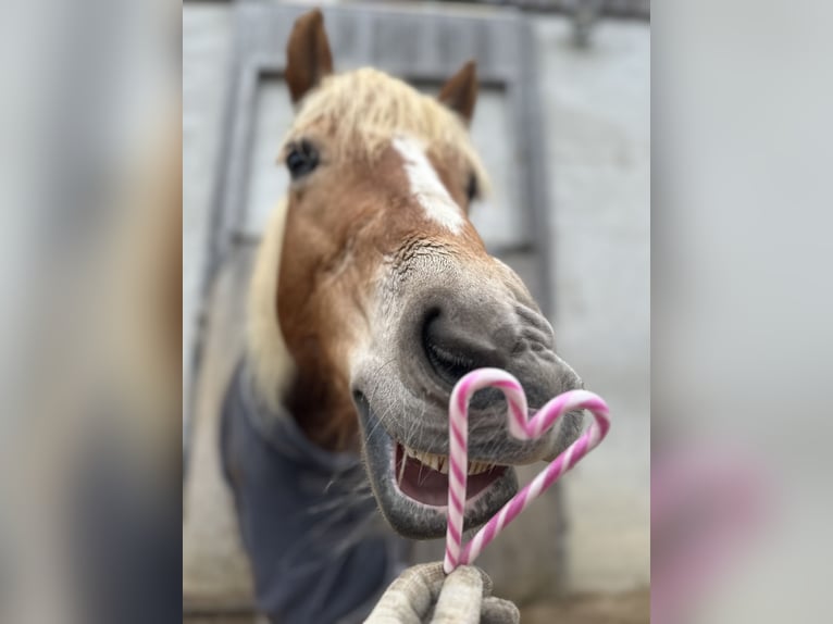 Haflinger Stute 14 Jahre 145 cm  in Königsmoos
