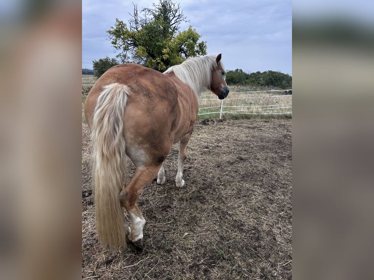 Haflinger Stute 14 Jahre 145 cm Fuchs in Ballenstedt