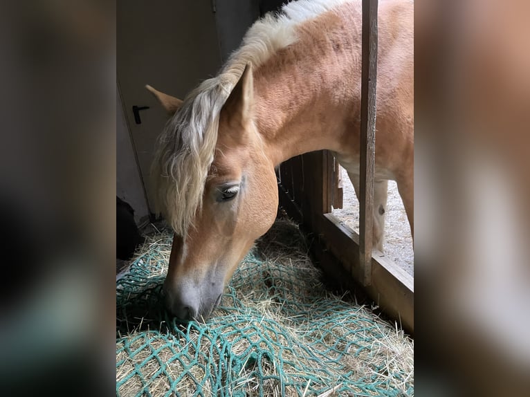 Haflinger Stute 14 Jahre 145 cm Fuchs in Loschberg