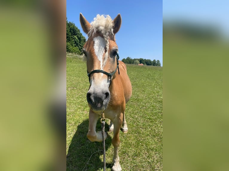 Haflinger Stute 14 Jahre 145 cm Fuchs in Loschberg