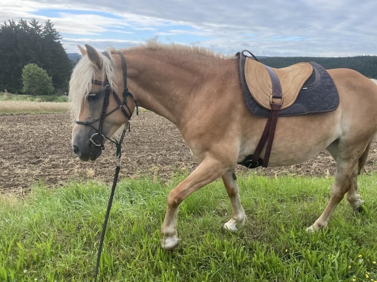Haflinger Stute 14 Jahre 145 cm Fuchs in Loschberg