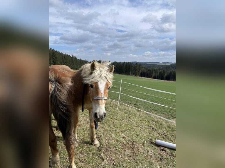 Haflinger Stute 14 Jahre 145 cm Fuchs in Loschberg