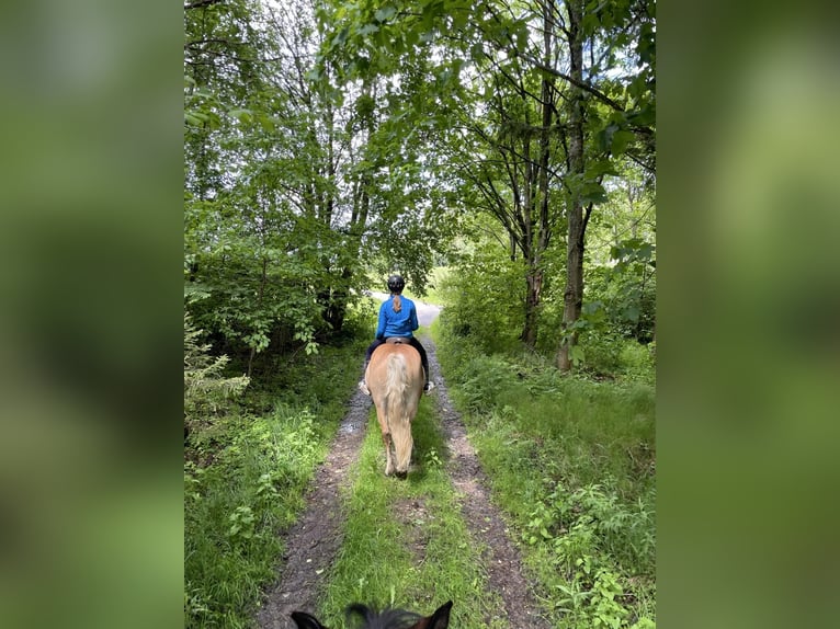 Haflinger Stute 14 Jahre 145 cm Fuchs in Loschberg
