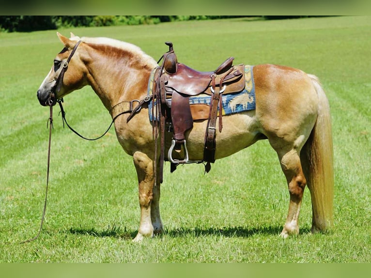 Haflinger Stute 14 Jahre 145 cm Palomino in Sonora