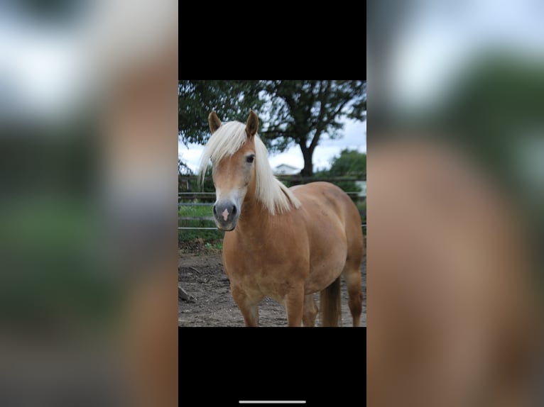 Haflinger Stute 14 Jahre 145 cm in Antau Haflinger Stute 14 Jahre 145 cm in Antau