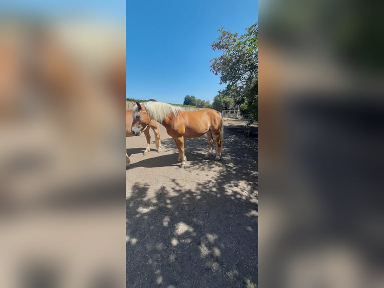 Haflinger Stute 14 Jahre 147 cm  in Wendelsheim