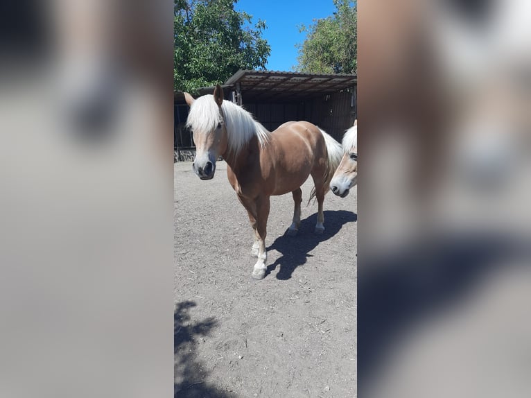 Haflinger Stute 14 Jahre 147 cm  in Wendelsheim