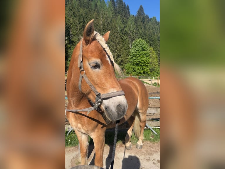 Haflinger Stute 14 Jahre 147 cm Fuchs in Hranitzen