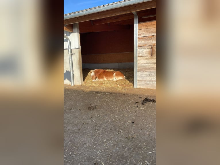 Haflinger Stute 14 Jahre 148 cm  in Grafenau