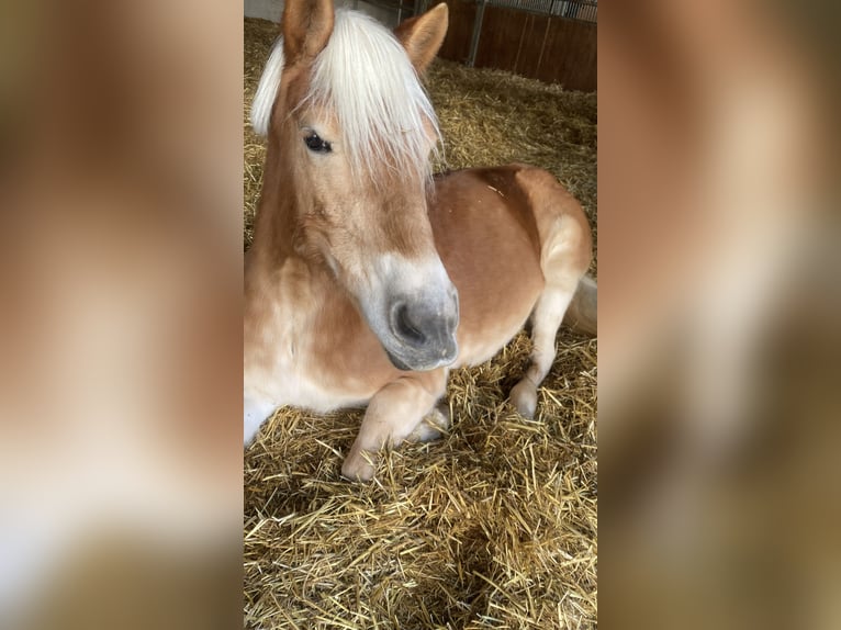 Haflinger Stute 14 Jahre 148 cm  in Grafenau
