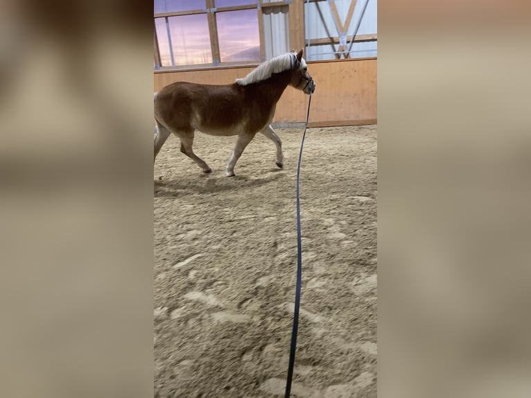 Haflinger Stute 14 Jahre 148 cm  in Grafenau