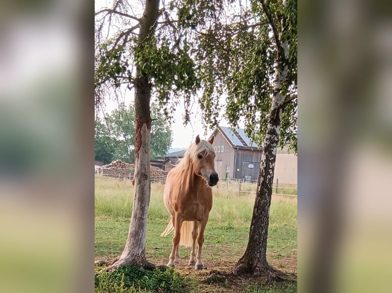Haflinger Stute 14 Jahre 148 cm  in Grafenau