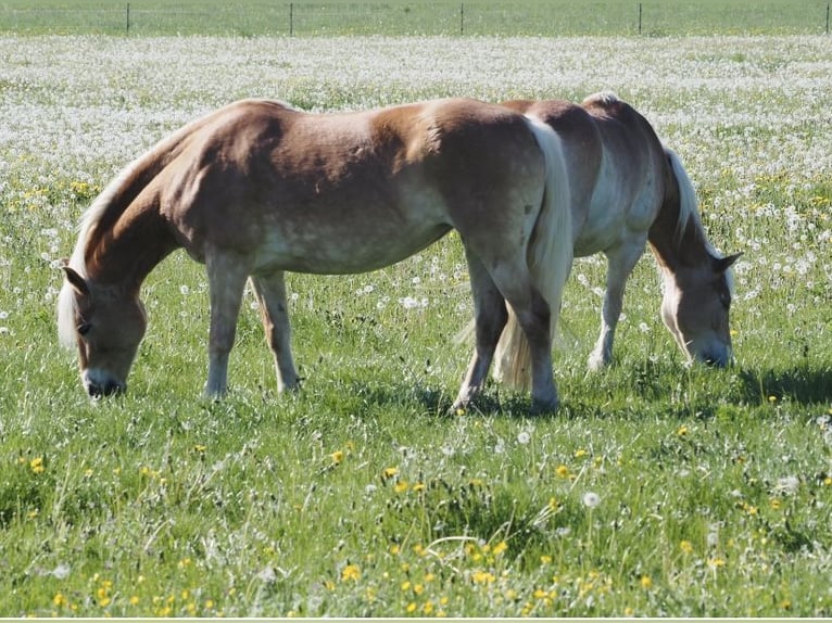 Haflinger Stute 14 Jahre 148 cm  in Grafenau