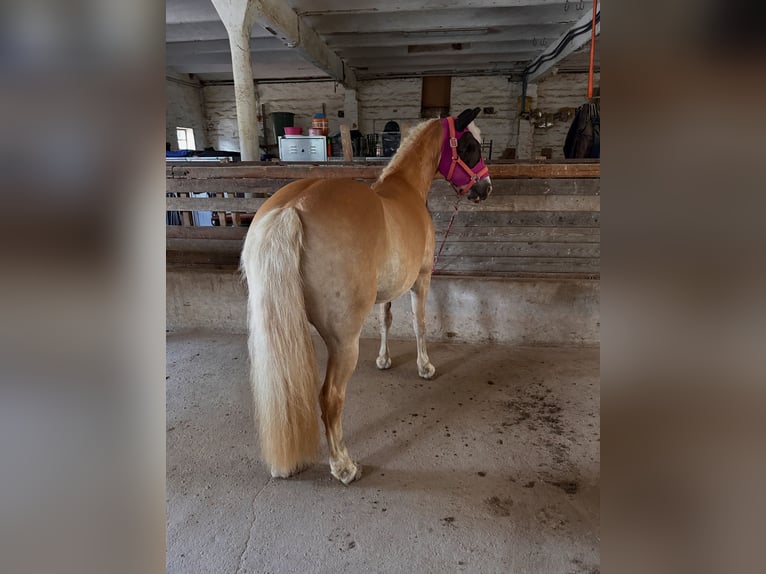 Haflinger Mix Stute 14 Jahre 148 cm  in Hameln