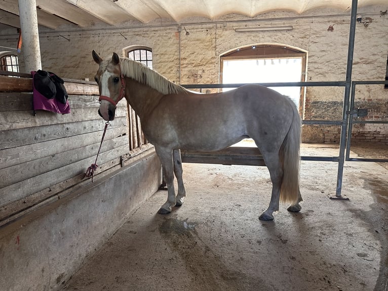 Haflinger Mix Stute 14 Jahre 148 cm  in Hameln