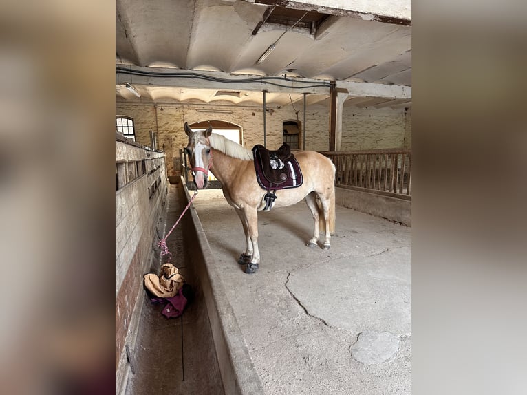 Haflinger Mix Stute 14 Jahre 148 cm  in Hameln