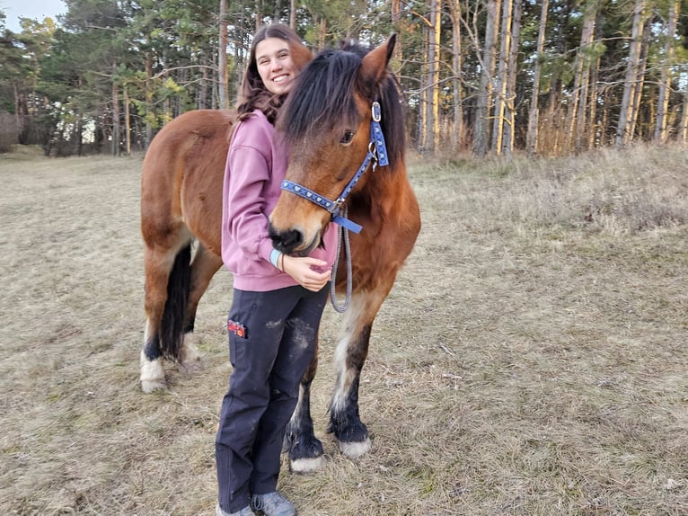 Haflinger Mix Stute 14 Jahre 149 cm Brauner in Neckenmarkt