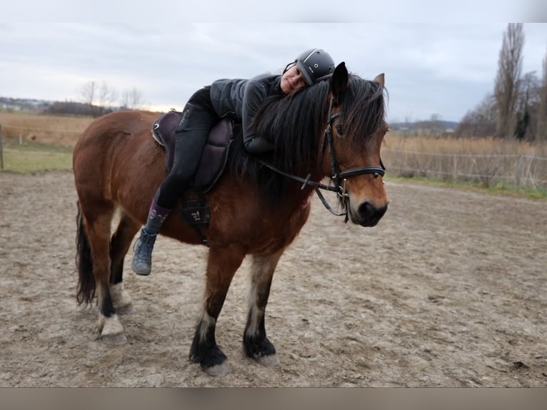 Haflinger Mix Stute 14 Jahre 149 cm Brauner in Neckenmarkt
