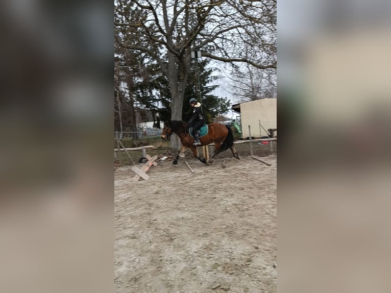 Haflinger Mix Stute 14 Jahre 149 cm Brauner in Neckenmarkt