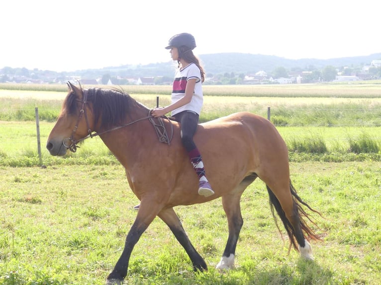Haflinger Mix Stute 14 Jahre 149 cm Brauner in Neckenmarkt