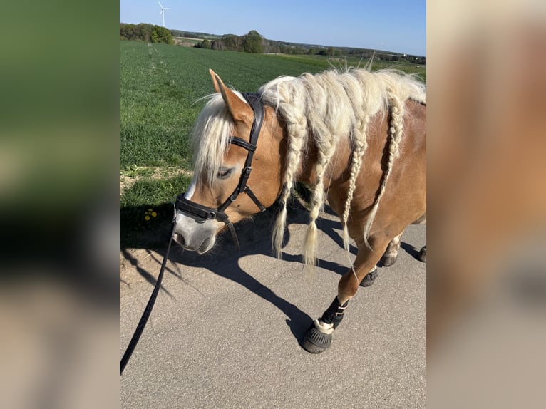 Haflinger Stute 14 Jahre 150 cm  in Westerheim