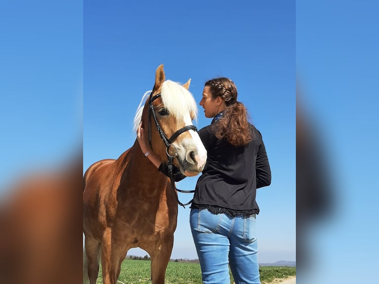 Haflinger Stute 14 Jahre 150 cm  in Westerheim