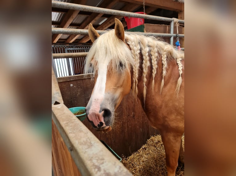 Haflinger Stute 14 Jahre 150 cm  in Westerheim