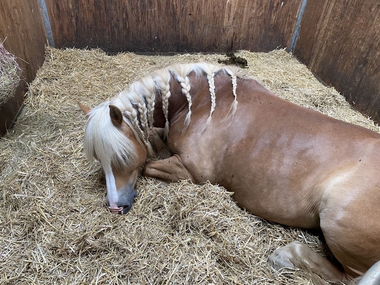 Haflinger Stute 14 Jahre 150 cm  in Westerheim