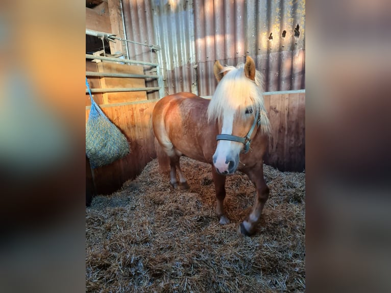 Haflinger Stute 14 Jahre 150 cm  in Westerheim