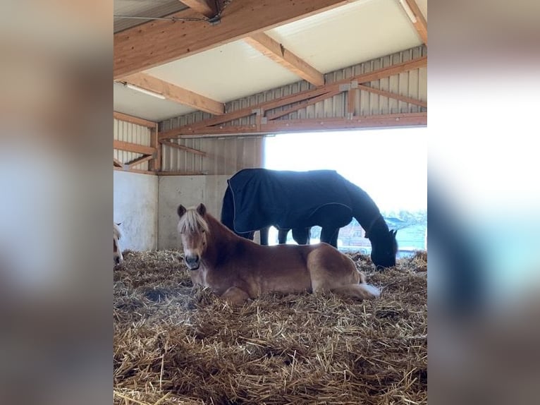 Haflinger Stute 14 Jahre 150 cm  in Grafenau
