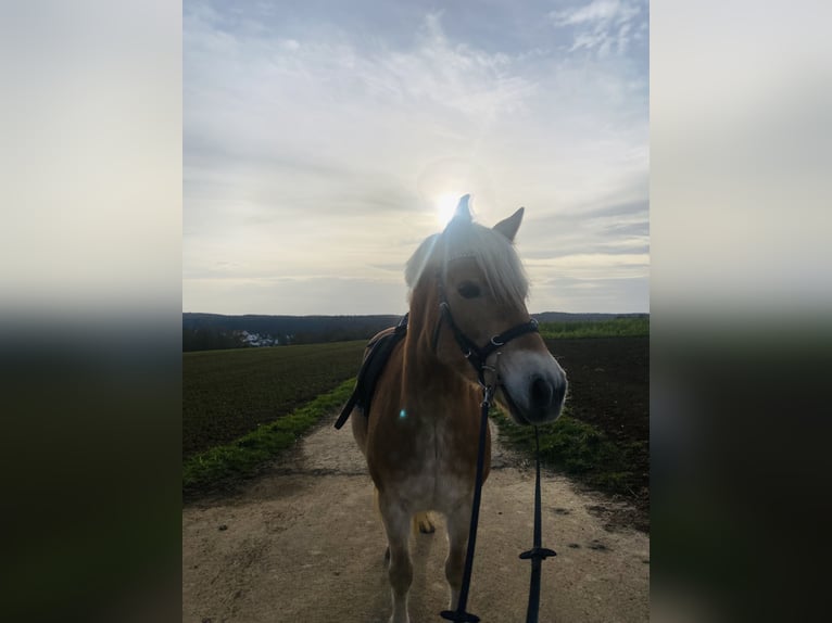 Haflinger Stute 14 Jahre 150 cm  in Grafenau